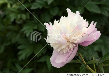 White and pink peony White and pink peony 80944242