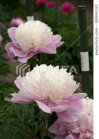 白色和粉紅色牡丹 白色和粉紅色牡丹 80944243