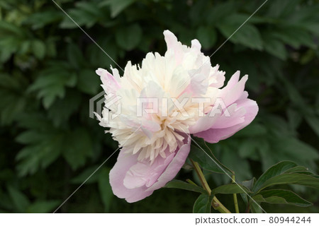 白色和粉紅色牡丹 80944244