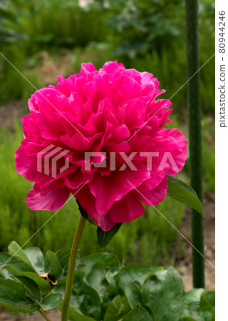 Pink peony Pink peony 80944246