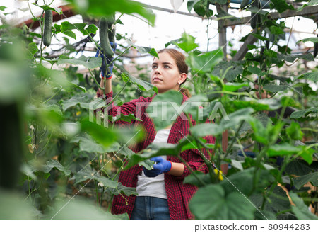 Teenager girl harvesting cucumbers 80944283
