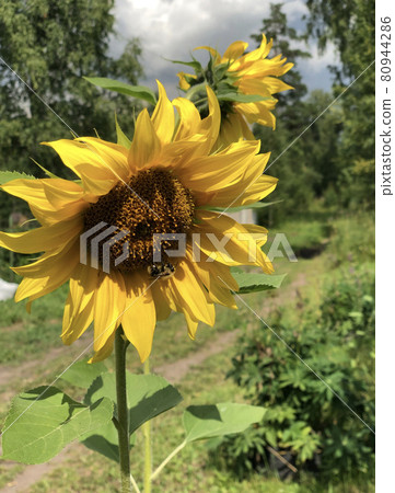 Sunflowers and a bee in bright sunlight Sunflowers and a bee in bright sunlight 80944286
