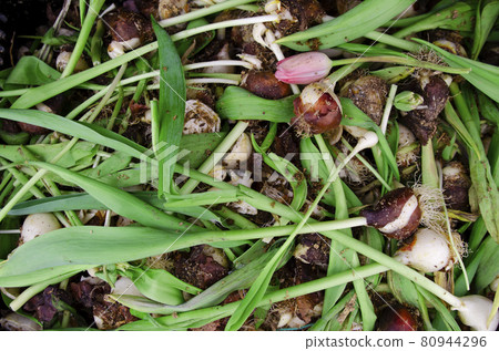 Tulip flowers with bulbs on the table. 80944296