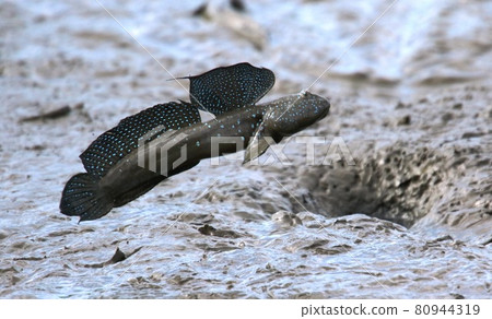 介紹有明海彈塗魚的繁殖季節 80944319