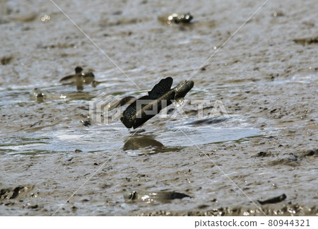 介紹有明海彈塗魚的繁殖季節 80944321