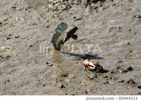 Introducing the breeding season of mudskippers in the Ariake Sea 80944323