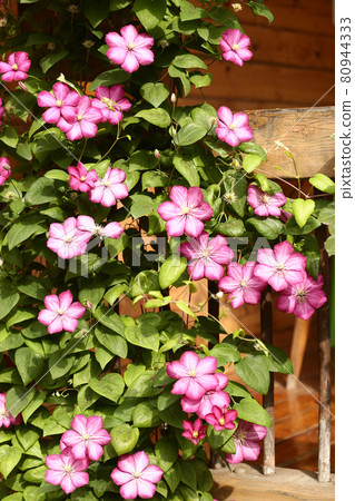 clematis violet flowers closeup photo on country house porch background clematis violet flowers closeup photo on country house porch background 80944333