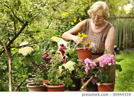 beautiful pensioner woman florist take care of pot plants beautiful pensioner woman florist take care of pot plants 80944339