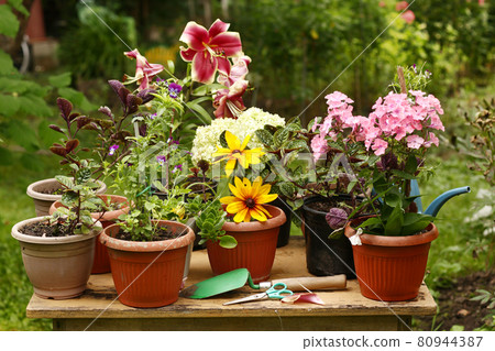 red lily phloxes hydrangea flowers pot plants on green summer garden background red lily phloxes hydrangea flowers pot plants on green summer garden background 80944387