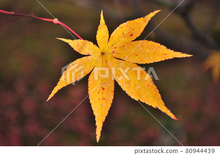 京都嵯峨野六王院的楓葉 80944439