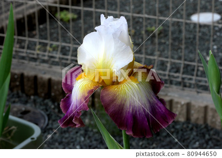 German iris purple and white German iris purple and white 80944650