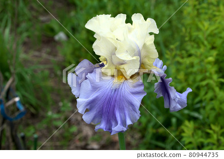 German iris yellow to purple German iris yellow to purple 80944735