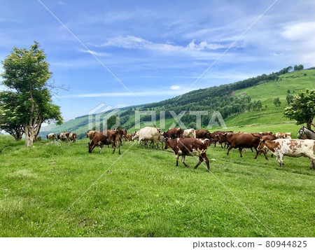 Herd of cows graze on the open green meadows at spring day Herd of cows graze on the open green meadows at spring day 80944825