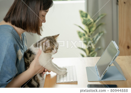 asian woman play with her cat and use tablet meeting and working from home asian woman play with her cat and use tablet meeting and working from home 80944888
