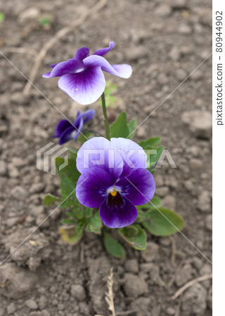 靜靜綻放的紫色中提琴 80944902