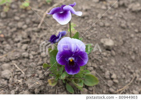 靜靜綻放的紫色中提琴 靜靜綻放的紫色中提琴 80944903