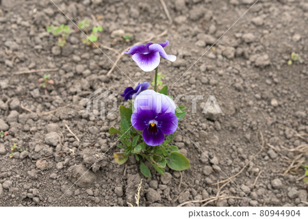 靜靜綻放的紫色中提琴 80944904