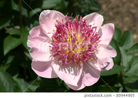 粉牡丹 80944905