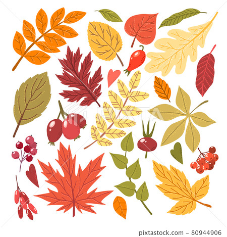Fall leaves and berries, hand drawn vector flat 80944906