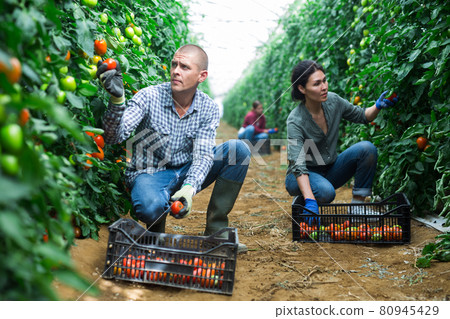 Group of workers picking tomatoes 80945429