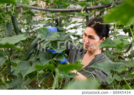Woman harvesting cucumbers 80945434