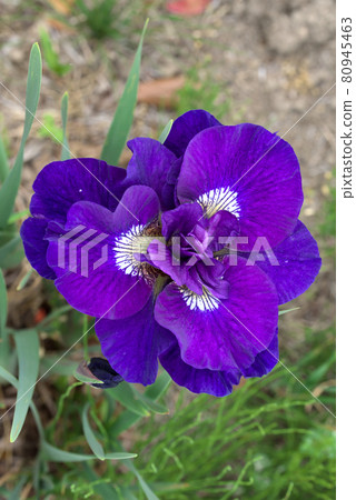 Double-flowered Siberian iris Double-flowered Siberian iris 80945463