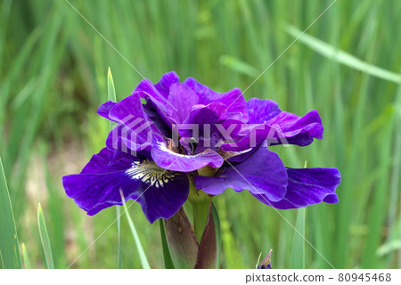 Double-flowered Siberian iris 80945468