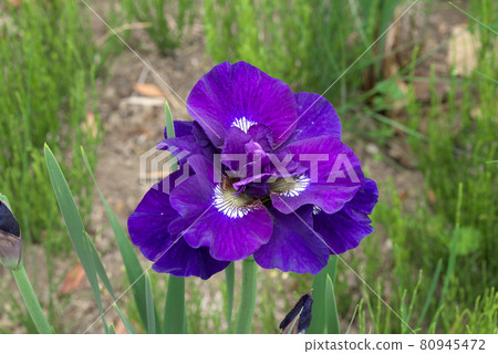 雙花西伯利亞鳶尾 80945472