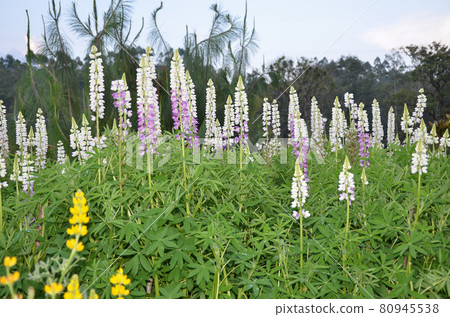 Lupinus flowers, also known as bluebonnet 80945538