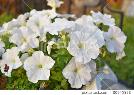 White petunia in the garden in the evening in the light 80945558