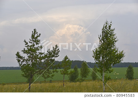Thunderstorm landscape and cumulus clouds in the field Thunderstorm landscape and cumulus clouds in the field 80945583