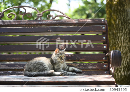 A homeless gray cat with green eyes on a park bench A homeless gray cat with green eyes on a park bench 80945595