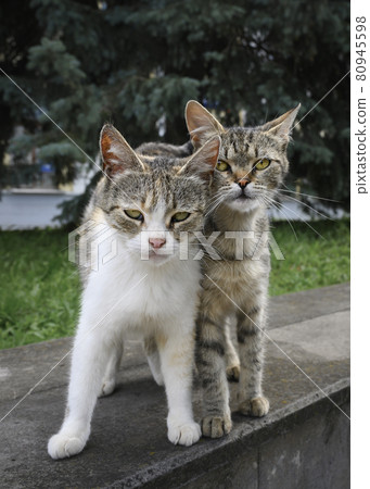 Two stray kitten brothers snuggled up to each other 80945598