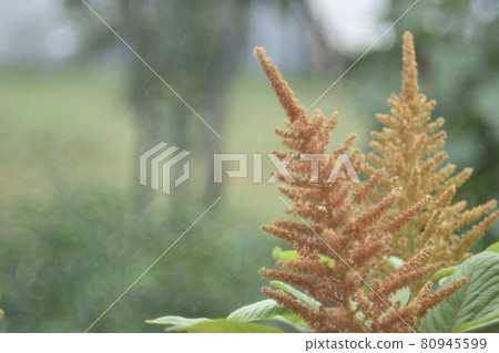 Yellow bush of Amaranth flowers lat. Amaranthus in the garden in summer Yellow bush of Amaranth flowers lat. Amaranthus in the garden in summer 80945599