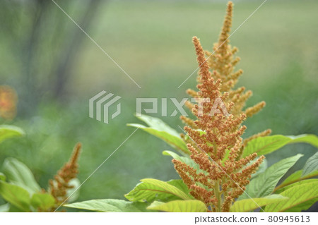 Yellow bush of Amaranth flowers lat. Amaranthus in the garden in summer 80945613