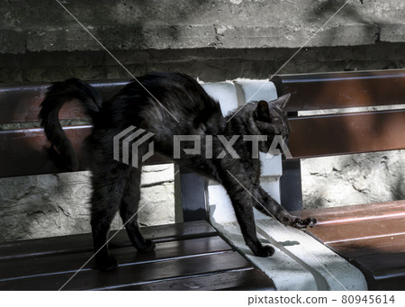 A black stray cat hunched his back, stretching after sleeping on a park bench A black stray cat hunched his back, stretching after sleeping on a park bench 80945614