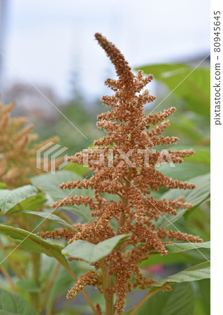Yellow bush of Amaranth flowers lat. Amaranthus in the garden in summer Yellow bush of Amaranth flowers lat. Amaranthus in the garden in summer 80945645