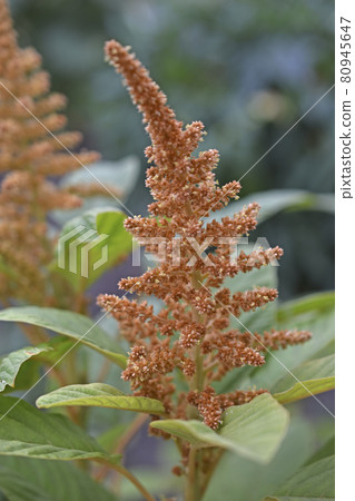 Yellow bush of Amaranth flowers lat. Amaranthus in the garden in summer Yellow bush of Amaranth flowers lat. Amaranthus in the garden in summer 80945647