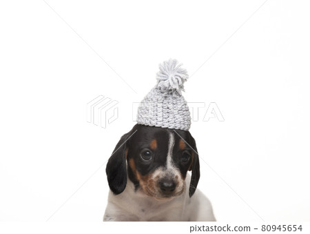 image of dog hat white background 80945654