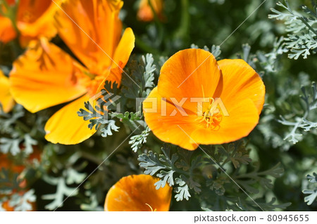 Escholtia Californica red and yellow large flowers macro 80945655