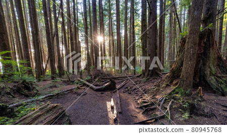 Hiking Path to Mystic Beach in the Vibrant Rainforest Hiking Path to Mystic Beach in the Vibrant Rainforest 80945768