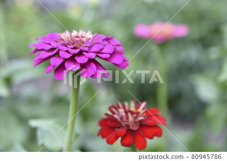 Colorful flowers of zinnia elegant in the garden Colorful flowers of zinnia elegant in the garden 80945786