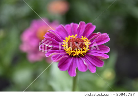 Colorful flowers of zinnia elegant in the garden Colorful flowers of zinnia elegant in the garden 80945787