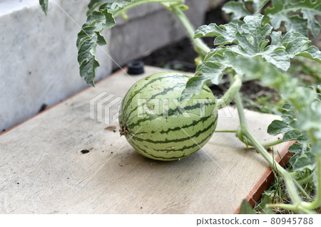 Small watermelon fruits on a branch in summer Small watermelon fruits on a branch in summer 80945788