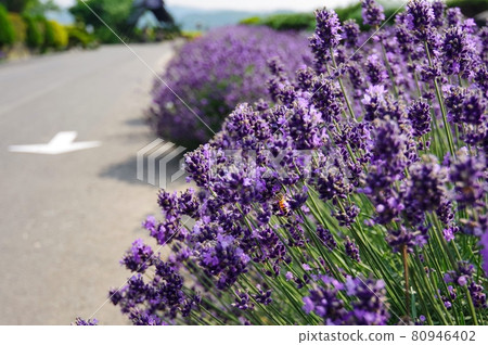 Zerubu Hill 薰衣草和蜜蜂(北海道美瑛町) Zerubu Hill 薰衣草和蜜蜂(北海道美瑛町) 80946402