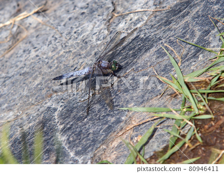 Orthetrum caledonicum, the great blue skimmer sitting on stone in close neighborhood of a lake. 80946411
