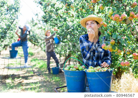 Girl, man and woman harvesting pears Girl, man and woman harvesting pears 80946567