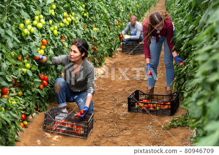 Girl, man and woman harvesting tomatoes 80946709