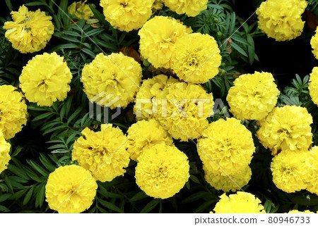 Yellow Calendula or Marigold Flowers in Garden Yellow Calendula or Marigold Flowers in Garden 80946733