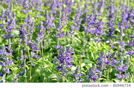 Purple Sage Flowers or Salvia Officinalis Flowers Purple Sage Flowers or Salvia Officinalis Flowers 80946734